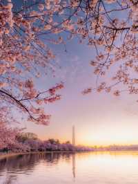 Petals and Presidents: Springtime at D.C.’s Tidal Basin