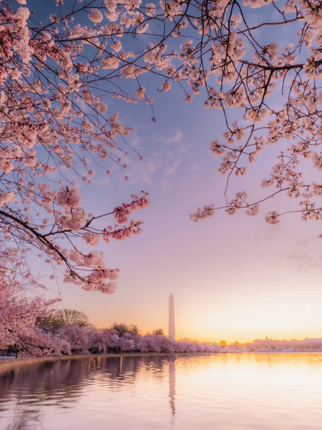 Petals and Presidents: Springtime at D.C.’s Tidal Basin