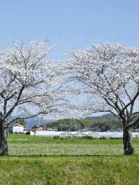 Hidden Cherry Blossom Spots in Fukuoka for a Quiet Escape 🌸✨