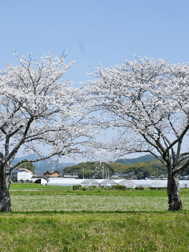 Hidden Cherry Blossom Spots in Fukuoka for a Quiet Escape 🌸✨
