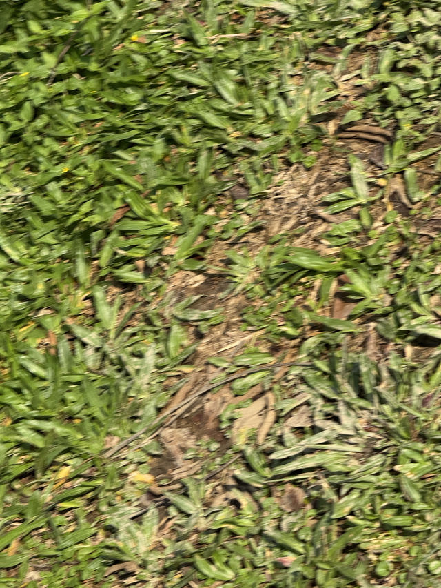 台北｜樂活花園一日遊：文化與自然的完美融合