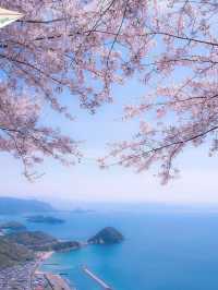 Hidden Blossom Sanctuary: Ziyun Chushan in Kagawa