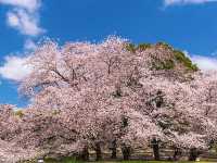 🌸 Rikugien Garden: A Fairytale Sakura Experience Straight From Edo Period 🌸