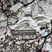 Spring Blooms in Zurich: A Floral Wonderland