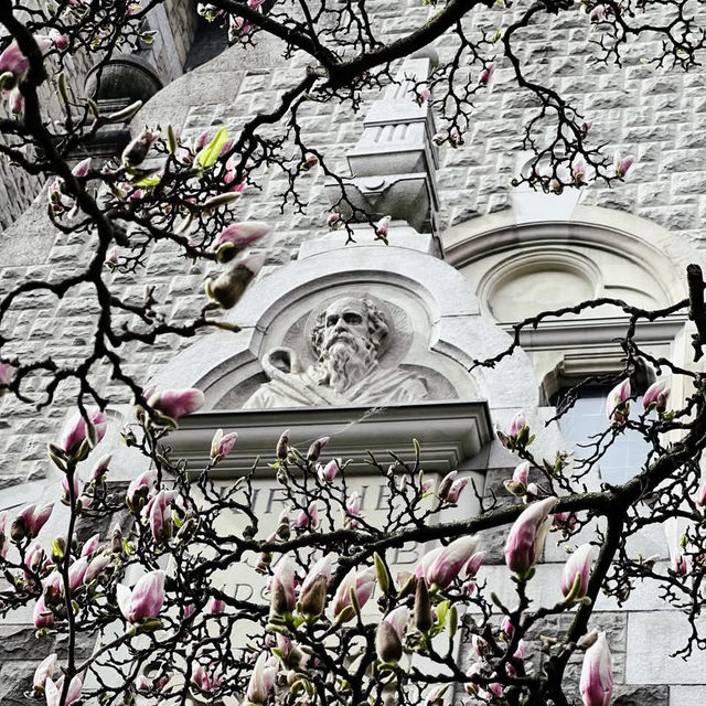 Spring Blooms in Zurich: A Floral Wonderland