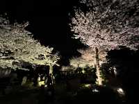 三渓園でお花見　夜ver @横浜🌃🌸