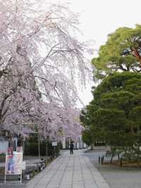 Kyoto | Daigo-ji's Weeping Cherry Blossoms in Full Bloom 🌸