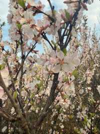 Whispers of Spring: Cherry Blossoms Along the Yitong River