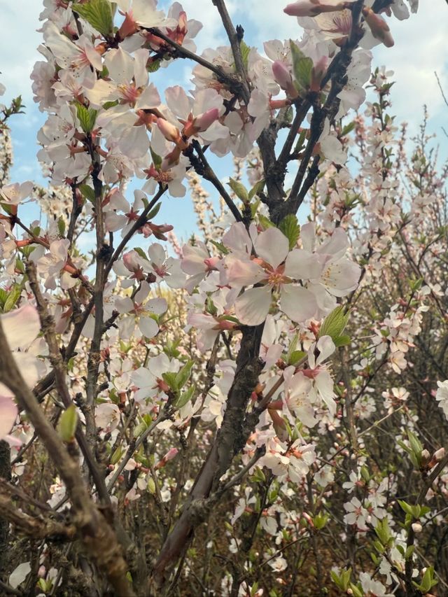 Whispers of Spring: Cherry Blossoms Along the Yitong River