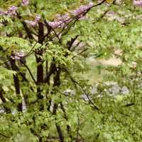 Fluffy Double Cherry Blossoms of Munsusa Temple