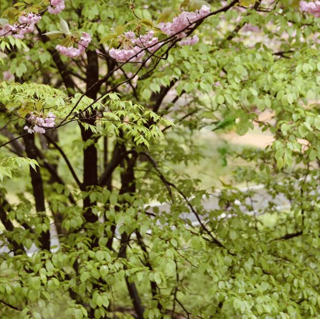 Fluffy Double Cherry Blossoms of Munsusa Temple