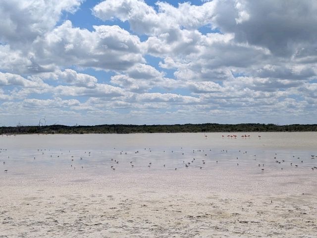 【メキシコ🇲🇽】ボートでフラミンゴに会いに行く旅🦩