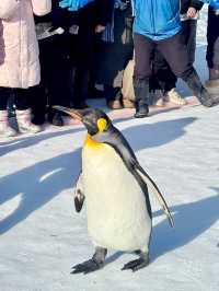 【北海道】旭山動物園：冬日限定超萌企鵝巡遊