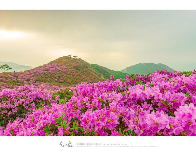Ngắm Hoa Đỗ Quyên