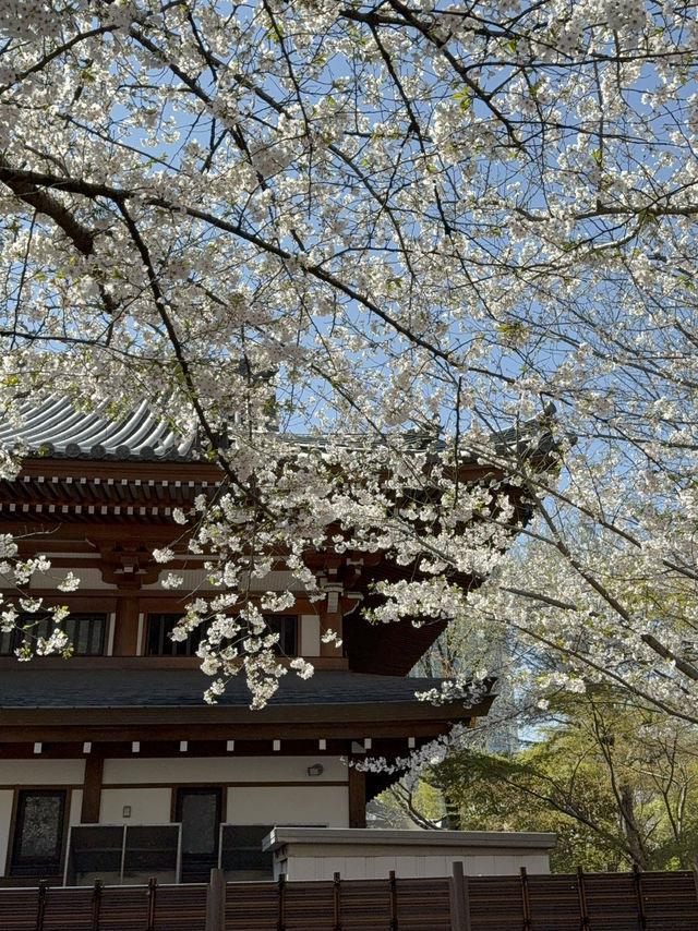 도쿄타워와 벚꽃의 완벽한 조화🌸