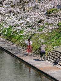 🌸พาชมซากุระสวยๆริมคลอง Matsukawa เมืองโทยาม่า