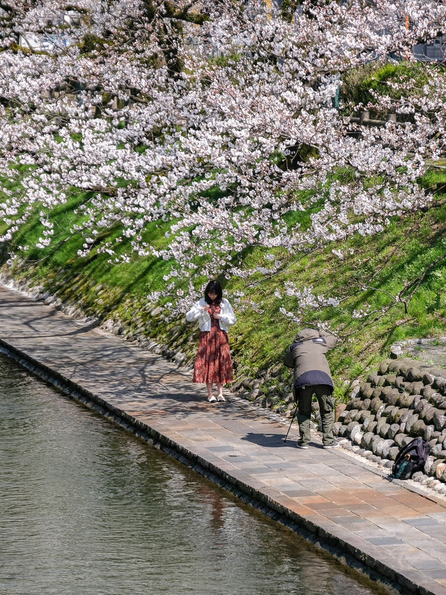 🌸พาชมซากุระสวยๆริมคลอง Matsukawa เมืองโทยาม่า