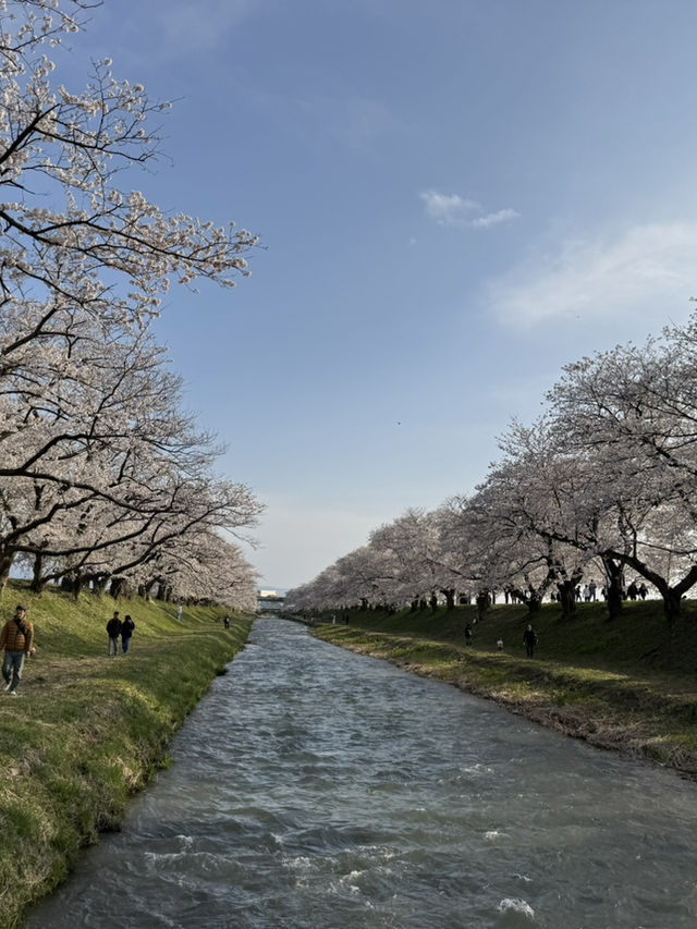 Nature’s Confetti with Cherry Blossom! 🌸 