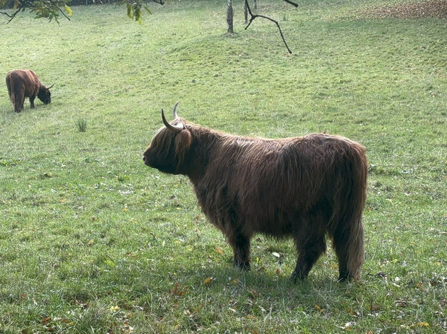 格拉斯哥一日遊必去！波洛克鄉村公園（Pollok Country Park）🏞️🐂🐕✨  