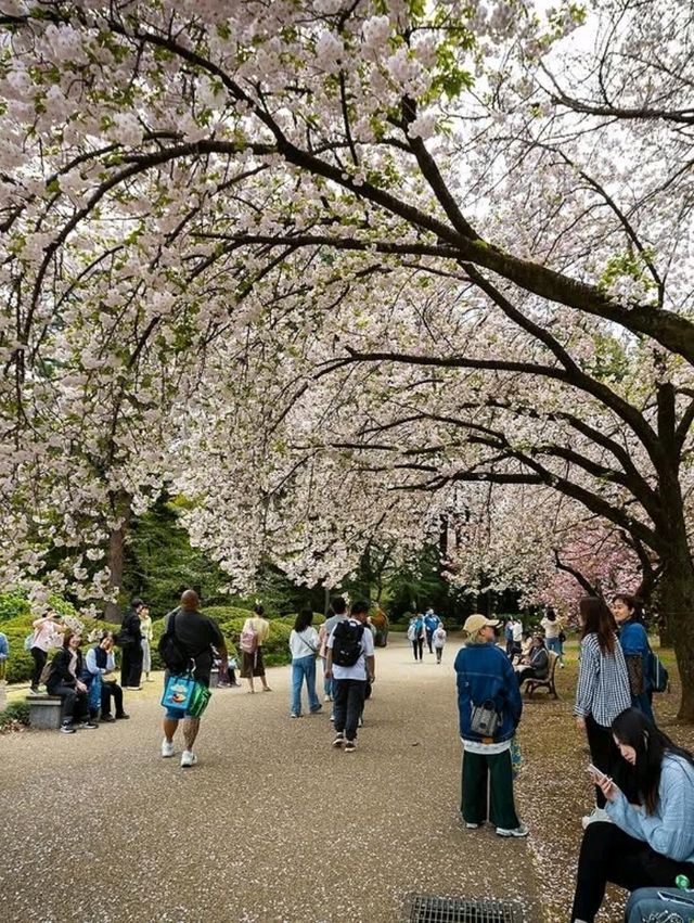 Chillin Under the Blossoms
