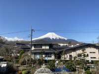 看富士山下的櫻花🌸