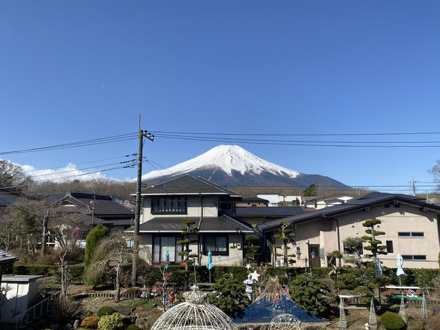 看富士山下的櫻花🌸