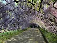 夢幻的紫藤花園
