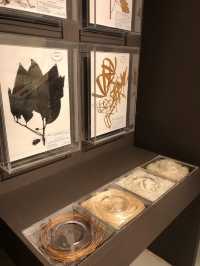 Museum 