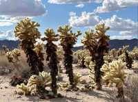 Cholla Cactus Garden – Joshua Tree NP, CA