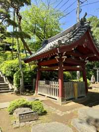 A Peaceful Spring Day at Gokokuji Temple