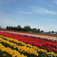 Skagit Valley Tulip Fields – Mount Vernon, WA
