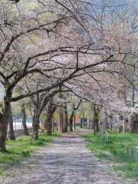 Aomori Cherry Blossoms and Ocean Healing at Sotogahama Coast 🌸🌊