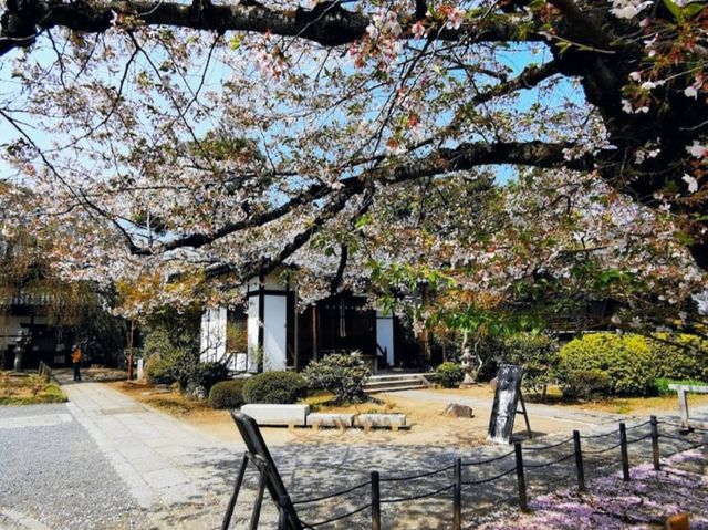 內行人才知道的京都賞櫻景店---本滿寺