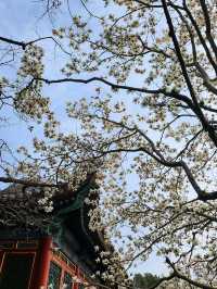 春遊：頤和園的春意