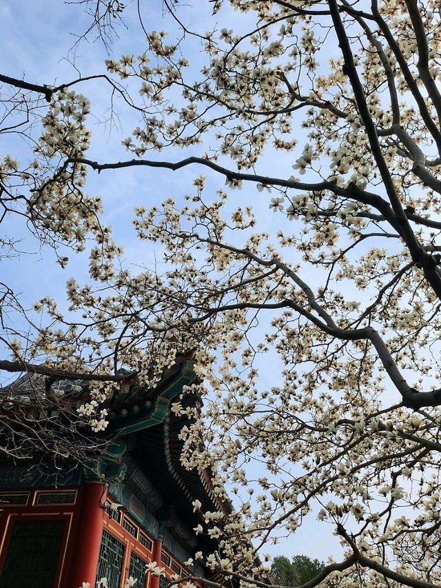 春遊：頤和園的春意