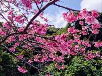 沖繩賞櫻---八重岳櫻之森公園，感受一下日本傳統祭典的氛圍！