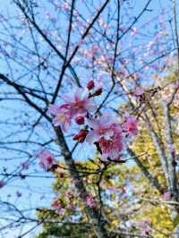 南部最早開花的寶山二集團櫻花公園！