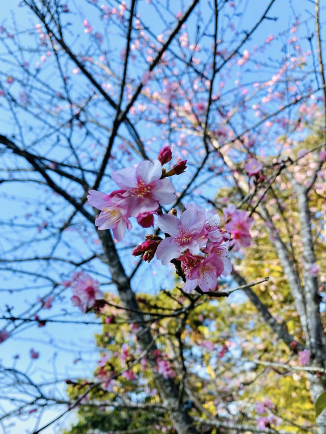 南部最早開花的寶山二集團櫻花公園！
