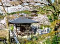 Whispers of the Sacred: A Day with the Deer in Nara