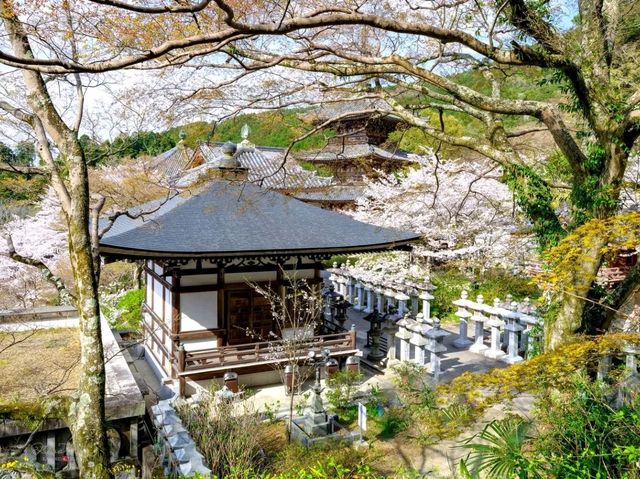 Whispers of the Sacred: A Day with the Deer in Nara