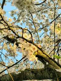 Gwangju in Bloom: A Tranquil Cherry Blossom Escape