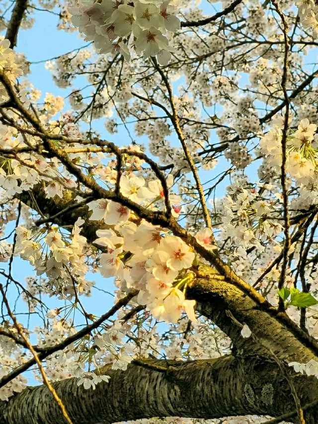 Gwangju in Bloom: A Tranquil Cherry Blossom Escape