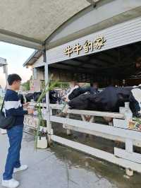 從動物互動到濃醇美食，千巧谷牛樂園牧場一次滿足