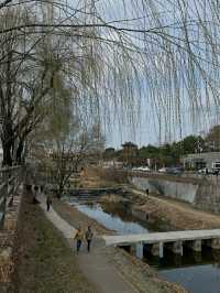 Suwon in Bloom: Cherry Blossoms Amidst Historic Beauty