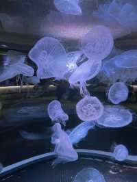 【香川】海辺のカフェと水族館🐬旅の締めはうどんでキメる！