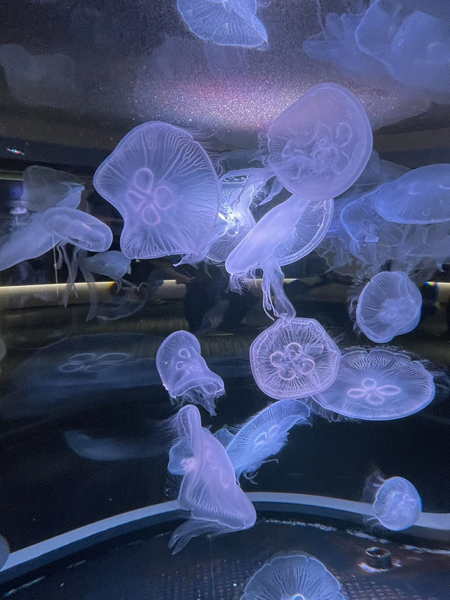 【香川】海辺のカフェと水族館🐬旅の締めはうどんでキメる！