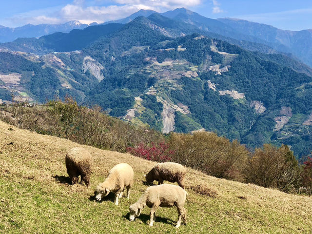 Cingjing Farm — Cherry Blossoms, Sheep & Scenic Peaks in Taiwan