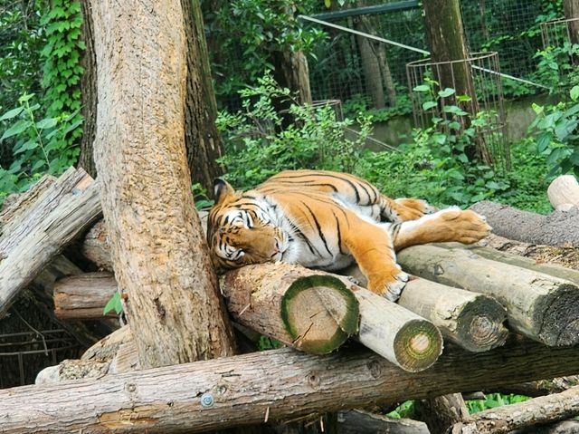 上海動物園一日遊