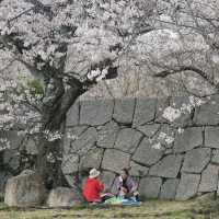 Japan – Sakura Reflections on Still Water
