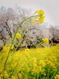 A Petal-Lined Path to Spring Bliss at Kumagaya Sakura Tsutsumi